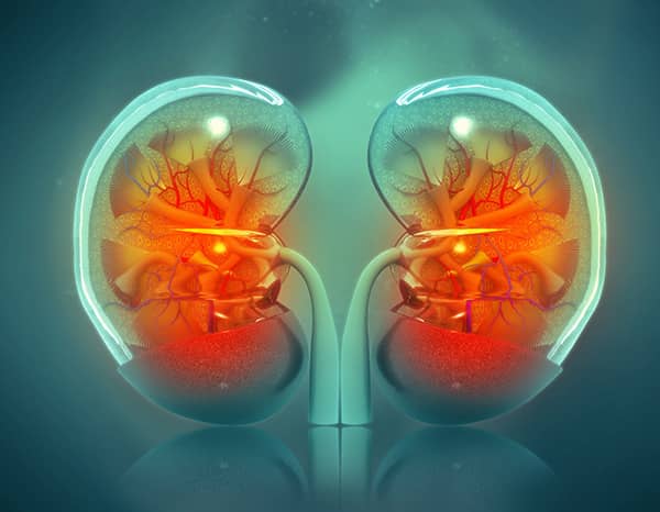 kidney types