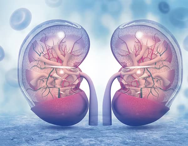 Ayurvedic Kidney Treatments
