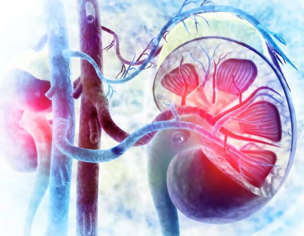 kidney types