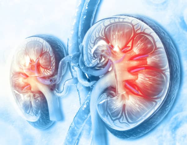 kidney types