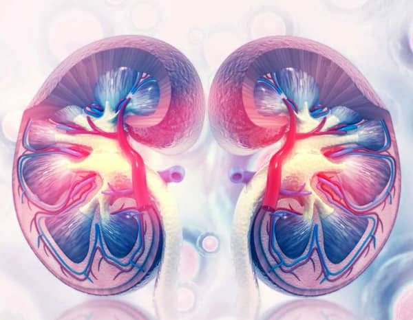 kidney types