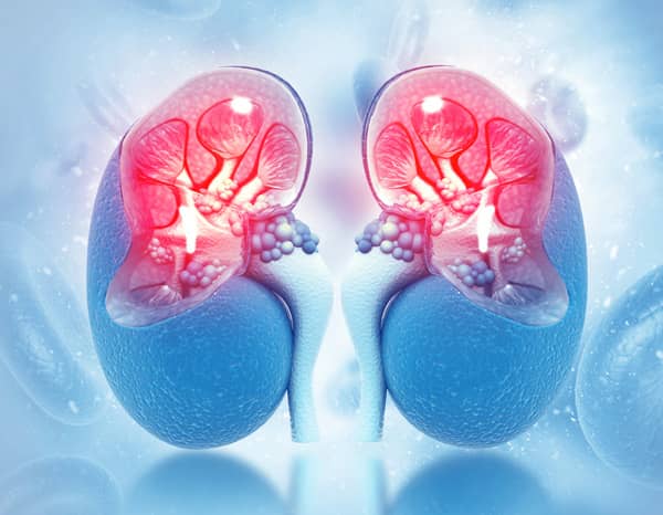 kidney types
